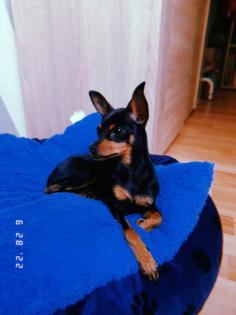 Russkiy Toy Terrier Mädchen Welpe