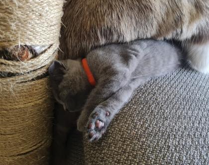 BKH Kitten suchen ein Zuhause