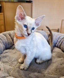 Traumhafte Balinesen Kitten suchen bald ihr neues Zuhause