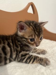 4 zuckersüße Bengal Kitten