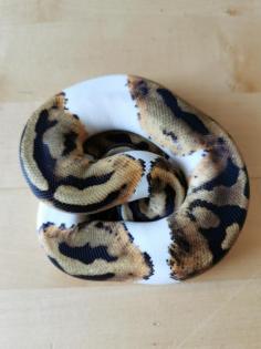 Python Regius - Königs python - PIEBALD 1. 0 von 2021 - tolles Tier