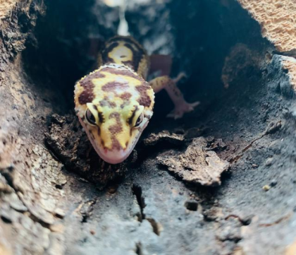 Leopardengecko Snake Eye