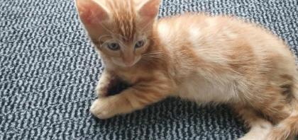 Bkh Mix Kitten