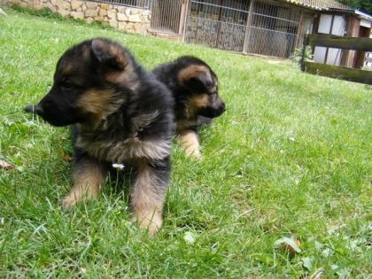 Schäferhundwelpen mit Papieren