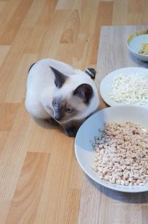 Siam / Thai Kitten Blue Point, Babys, Kätzchen. 1 Junge. Abgabebereit.
