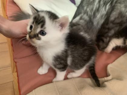 Maine Coon Kitten Mix, Katzenbabys Kätzchen