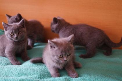 Britisch Kurzhaar Kitten