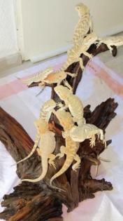 Bartagame Jungtiere abzugeben