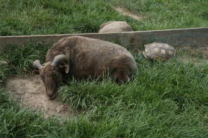 Griechische Landschildkröten, Thb. un Thh. kleinbleibende Unterart aus dem westlichen Mittelmee