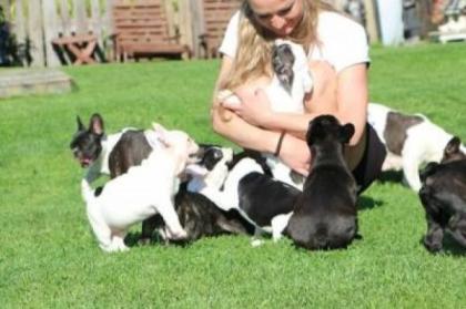Blaue Französische Bulldoggen Welpen