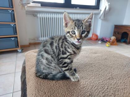 Maine coon/ bengal mix kitten