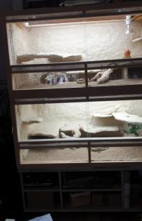 Bartagame mit Terrarium / Terrarium / Bartagame