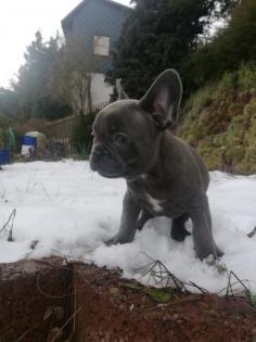 Französische Bulldogge
