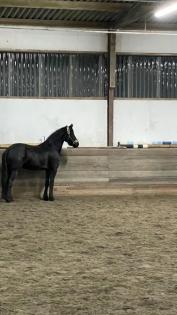 Reitbeteiligung gesucht