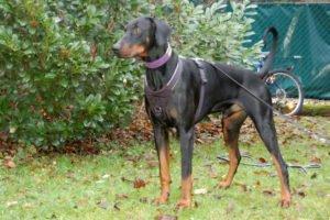 STARSKY - WOHNUNGSRÄUMUNG - ENDPLATZ GESUCHT - Dobermann, männlich, 1 Jahr, 72 cm, 40 kg, Gec