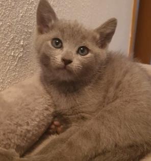 Russisch Blau Kitten