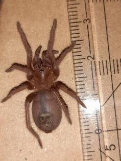 Orange-violette kubanische Zwergvogelspinne / Citharacanthus cyaneus 2 cm Körperlänge