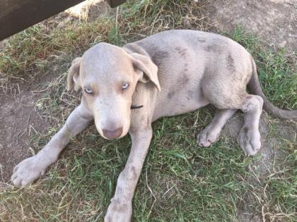 Reinrassiger silbergrauer Weimaraner Welpe KH