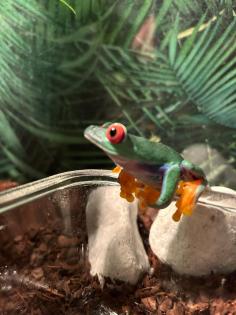Rotaugenlaubfrosch Weibchen
