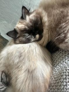 Birma Katze