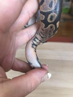 Granite Yellowbelly Enchi het Piebald 6 male