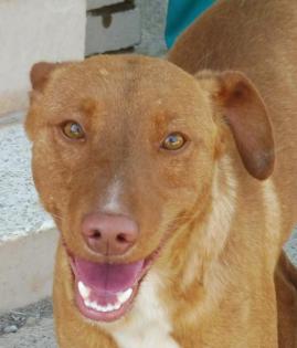 Tarik - Freundlicher, gehorsamer Podenco-Mix sucht freies Körbchen