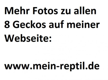 Leopardgecko Nachzucht 2021, mehrere Jungtiere zur Auswahl