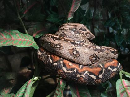 2 weibliche Boa C. Imperator abzugeben 4 und 6 Jahre