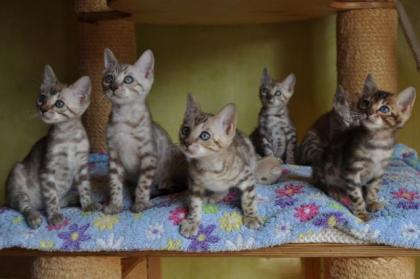 Bengal Kitten aus liebevoller, langjähriger Zucht in Snow sowie klassisch black