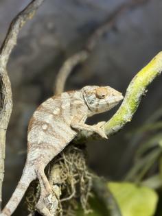 Panther Chamaeleon incl Terrarium und Technik