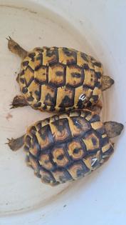 Griechische Landschildkröten Babys