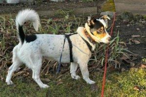 SHANDO - männlich 1 Jahr 42 cm 14. 8 kg Mischling Gechipt Kastriert