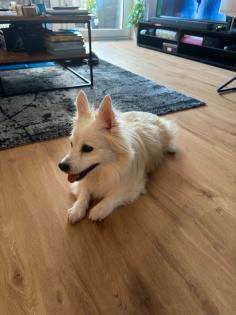 Spitz Mischling sucht neues Zuhause