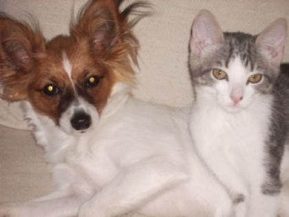 Reinrassiger papillonrüde 9 mon. sucht neues zuhause