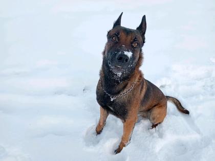 3-jähriger Malinois Rüde