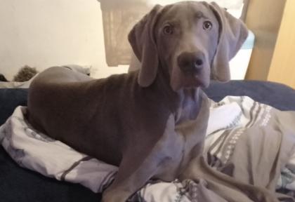 Weimaraner Rüde mit Ahnentafel