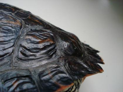 Wasserschildkröten aus Auffangstation suchen neues Zuhause