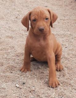 Magyar Vizsla Welpen