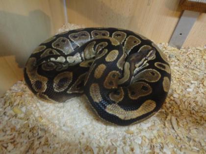 Königsphyton zu verkaufen inkl. Terrarium