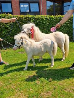 Minishetty Hengst Shetlandpony Hengstfohlen