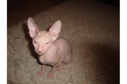 Sphinx Kätzchen zur Annahme