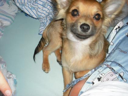 Chihuahua Rüde sucht liebe Dame