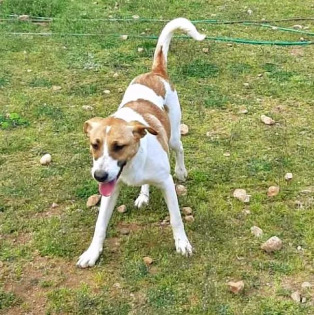 Leon sucht Körbchen sucht Pflege oder Endstelle