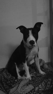 Will mich den keiner haben American Pit Bull Terrier Zu Verkaufen