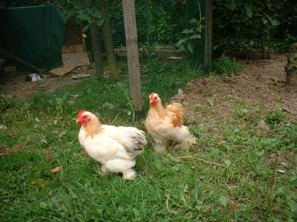 Zwei Zwerg-Cochin Hähnchen aus April 2021 zu verschenken