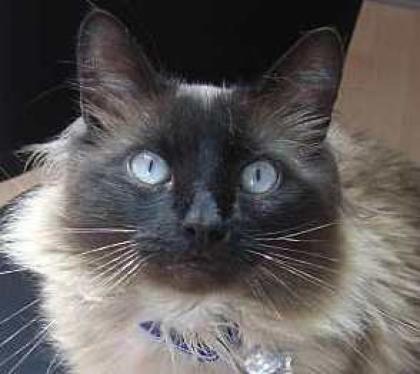 Lieber Schmusekater Neko wird gemoppt