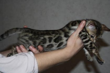 Wunderschöne Reinrassige Bengalkatzen SRV-TICA