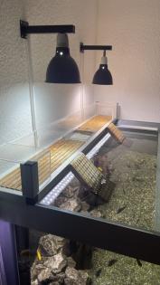 3 Wasserschildkröten, Aquarium, Technik und Zubehör