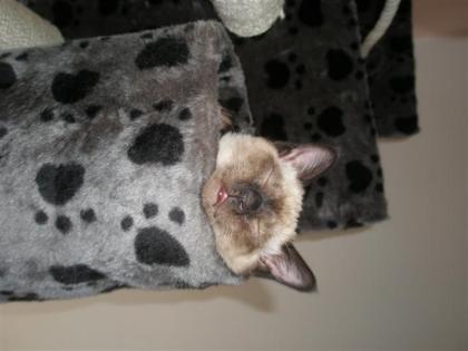 Tierarzthelferin bietet liebevolle Katzen- und Kleintierbetreuung an
