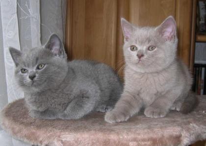 3 British Kurzhaar Kitten
